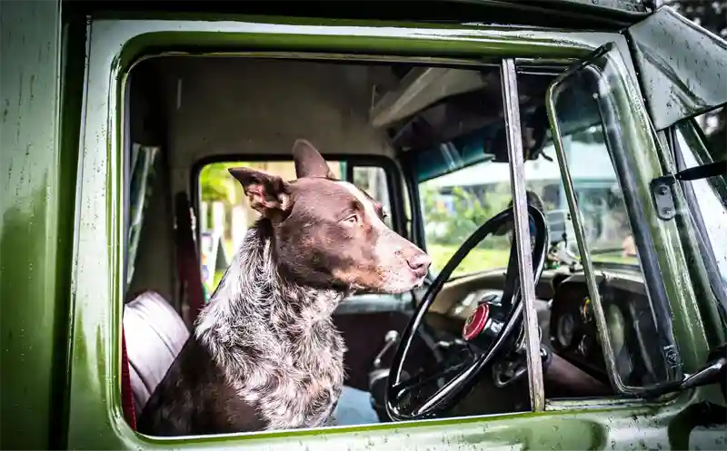 Cattle dog sitting in drivers seat of a green farm truck